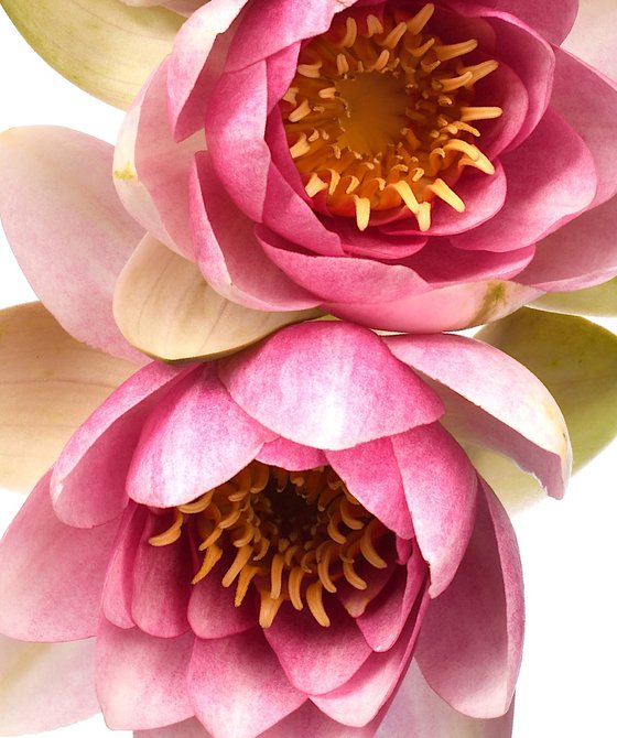 Blush Pink Water Lilies