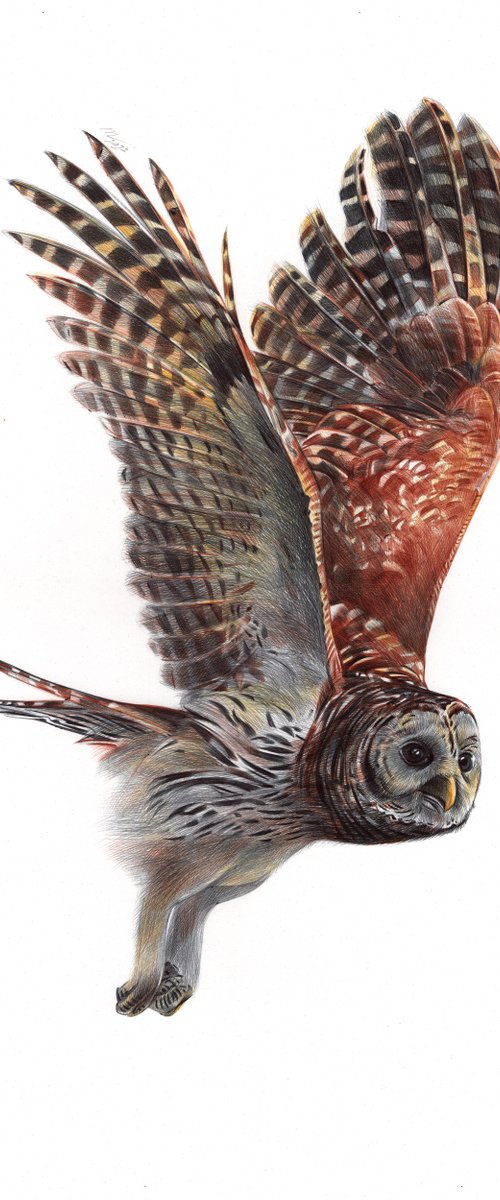 Tawny Owl - Bird Portrait by Daria Maier