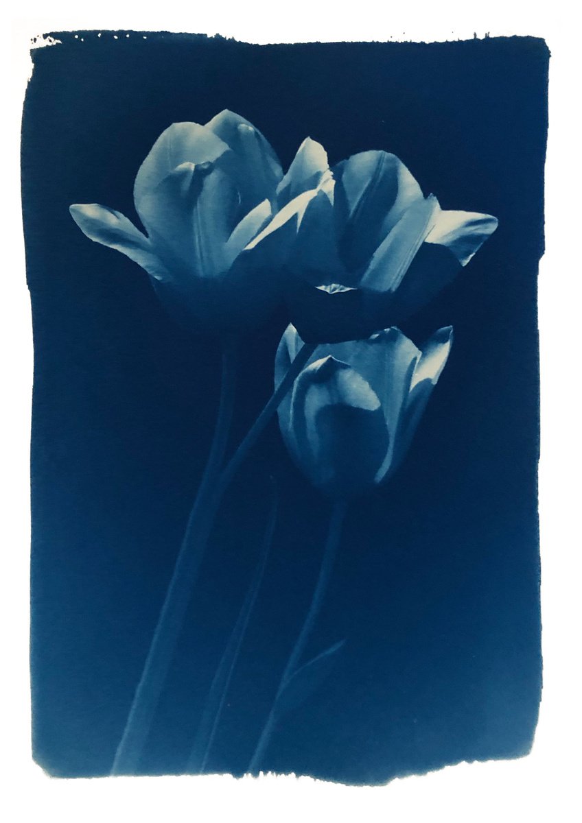Tulips (cyanotype) by Ellie Dunlop