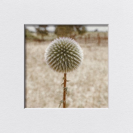 Echinops blooming in the garden
