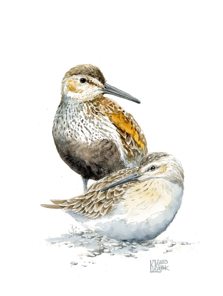 Whispers of the North: The Dunlins on rest by Karolina Kijak