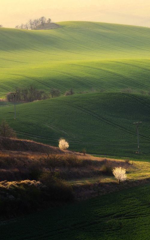 Spring in Moravia by Janek Sedlar