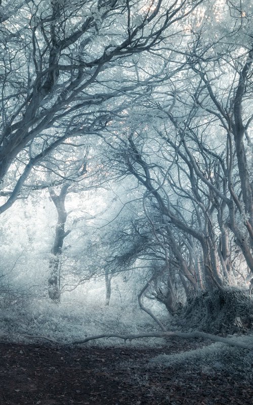 Infrared Idless Woods by Paul Nash