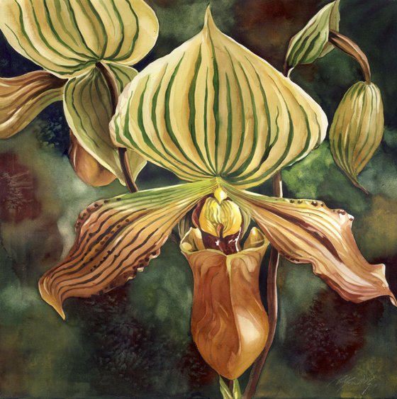 Ladyslipper orchid