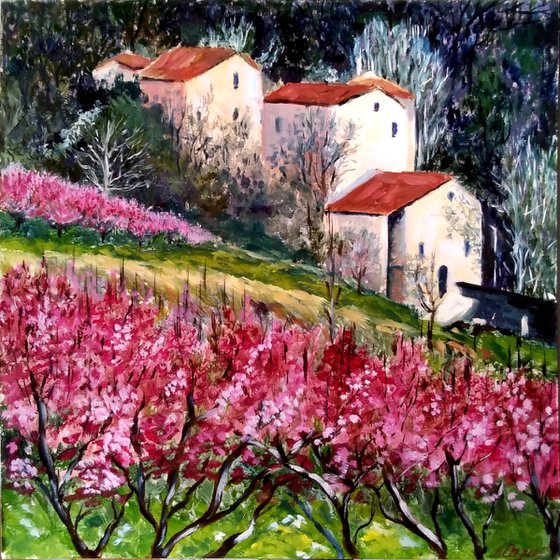 Blooming cherry trees - provencal landscape in spring