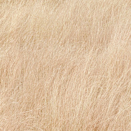 Dry grass