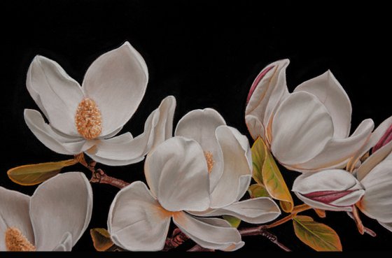 Magnolia Blossoms in Full Bloom