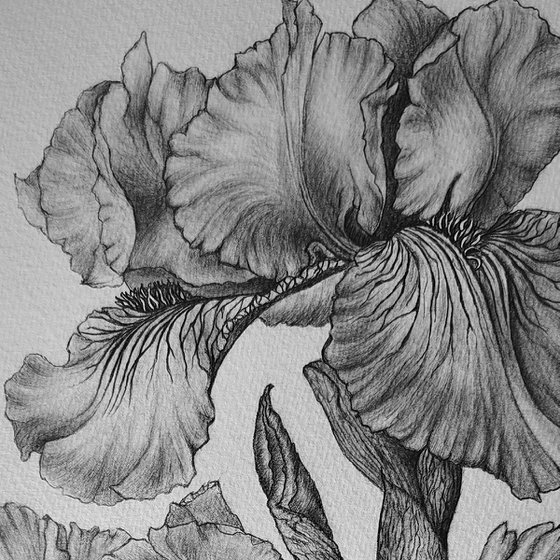 Iris Study in Graphite