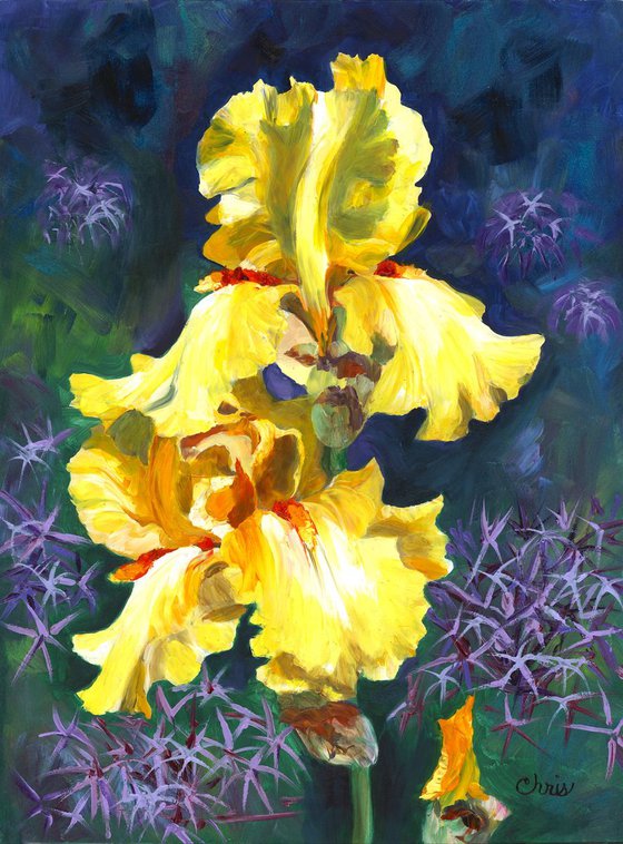 Yellow Iris Duo