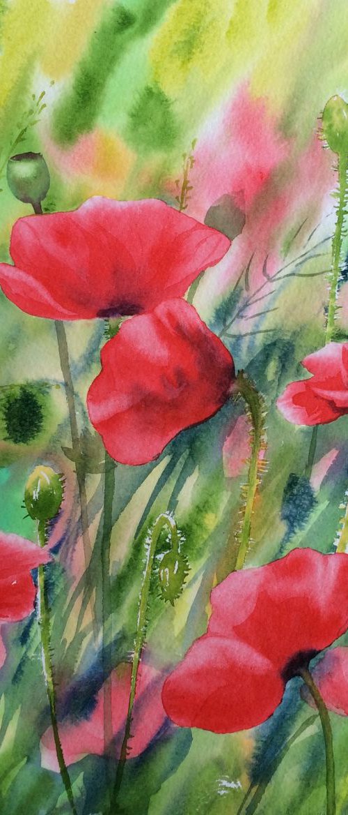Poppies by Silvie Wright