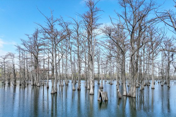 Cypress Still Water