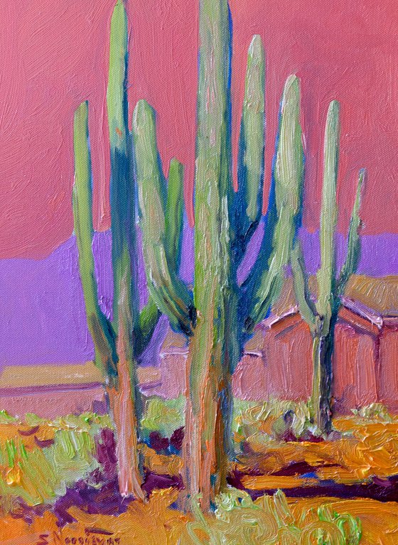Pink Evening, Saguaro