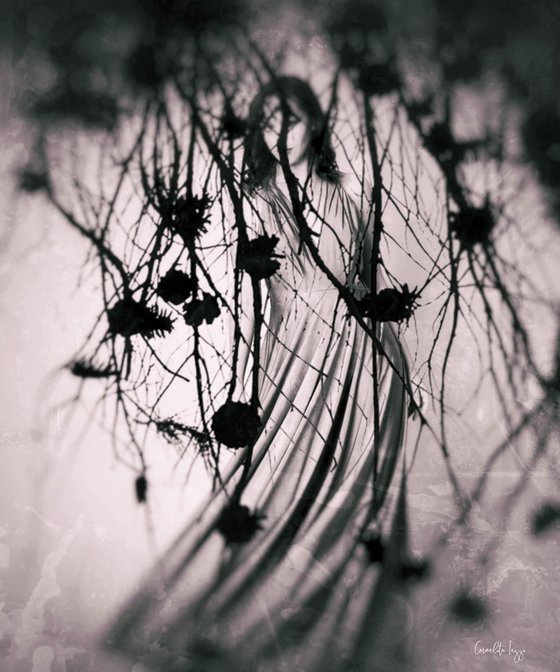 October wind - Photography - Manipulated - Surrealistic
