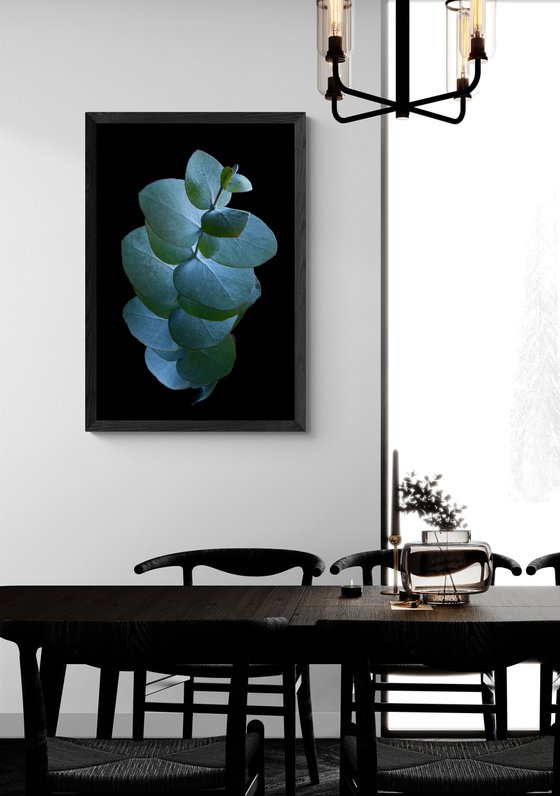 Eucalyptus Silver Dollar Leaves