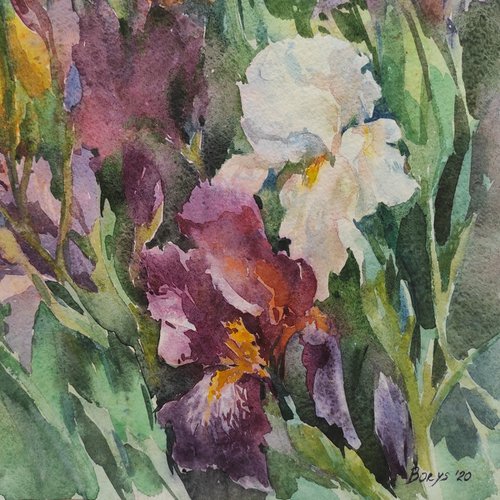 Irises - original painting, summer garden by Tetiana Borys