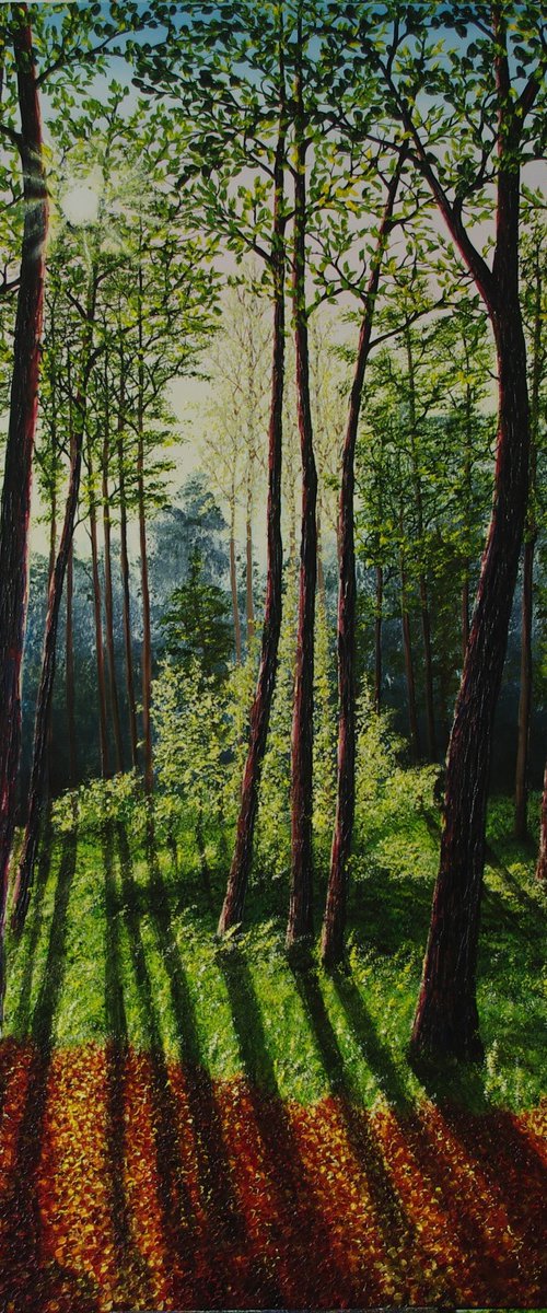 Woodland Shadows by Hazel Thomson