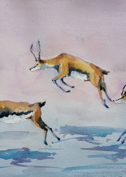 gazelle by Giorgio Gosti