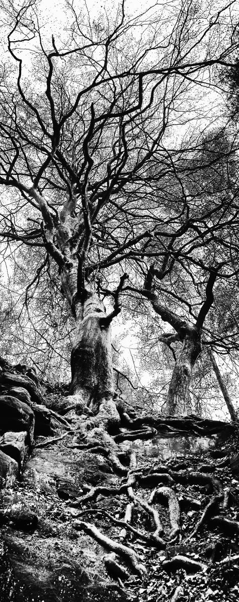 Photorealistic Landscape Photograph By Christian Schwarz, 11 X 25, The Roots To The Sky, Original Artwork