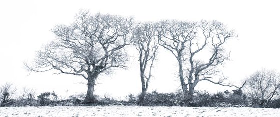 Three Trees in a winter wonderland