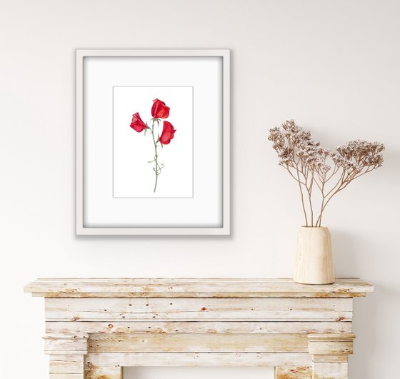 Red sweet peas. Original watercolor artwork.