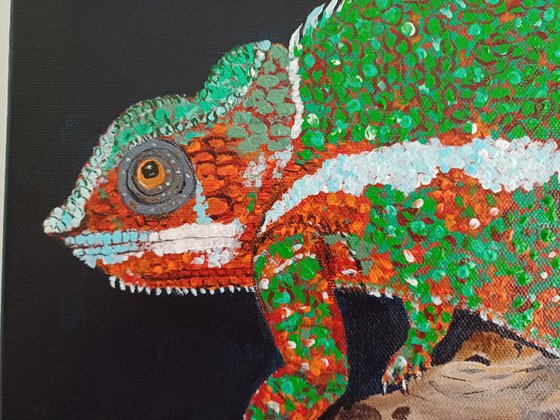 Panther Chameleon