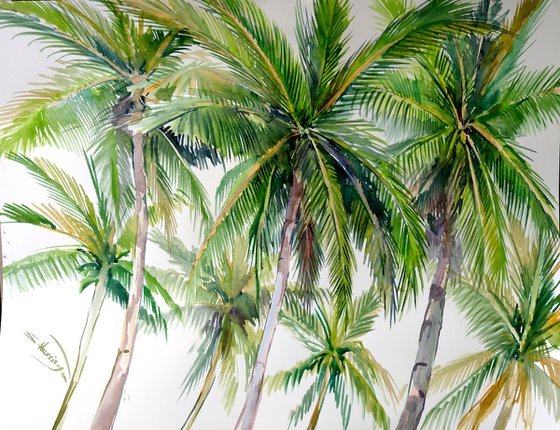 Coconut Palm Trees