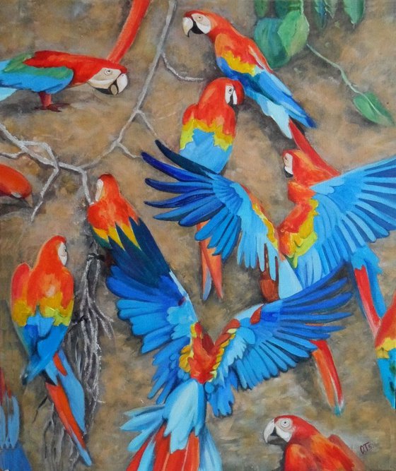 Macaws at clay site