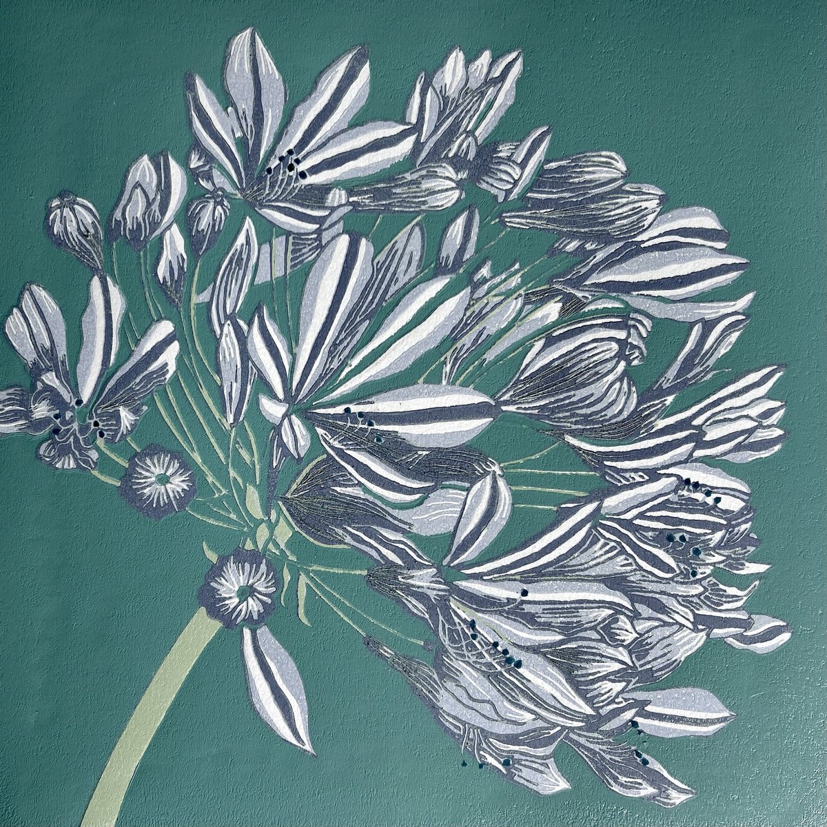 Illustrative Botanical Linocut By Nathalie Pymm Art, 12 X 12", Agapanthus, Original Artwork