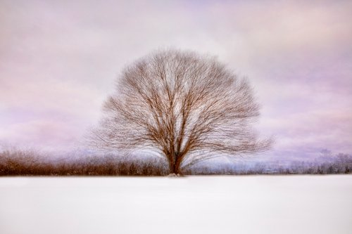 Lone Tree Abstract by David DesRochers