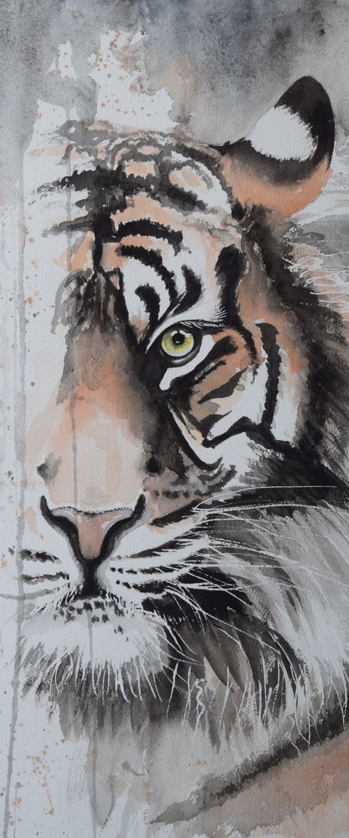 'Shy Tiger' by Nicola Colbran