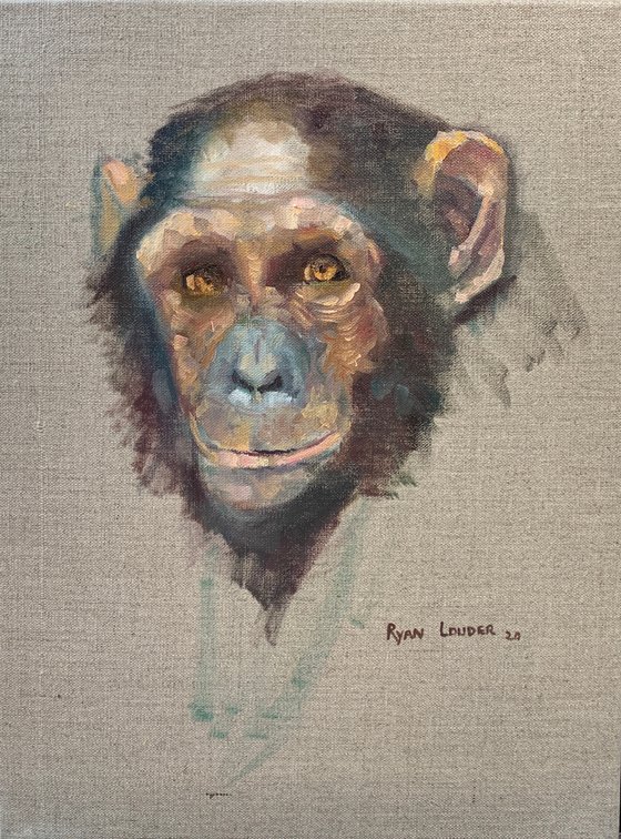 Chimpanzee