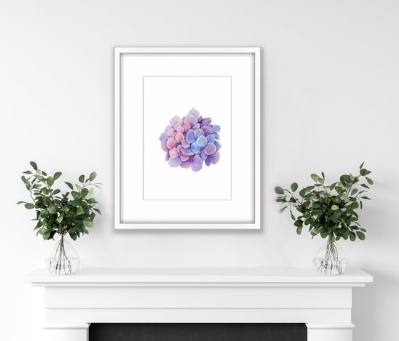 Hydrangea. Original watercolor artwork.