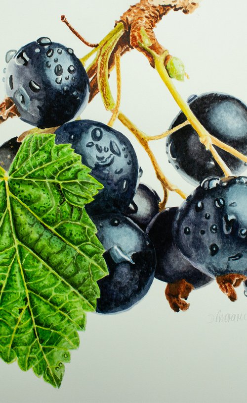 Ribes Nigrum by Dietrich Moravec