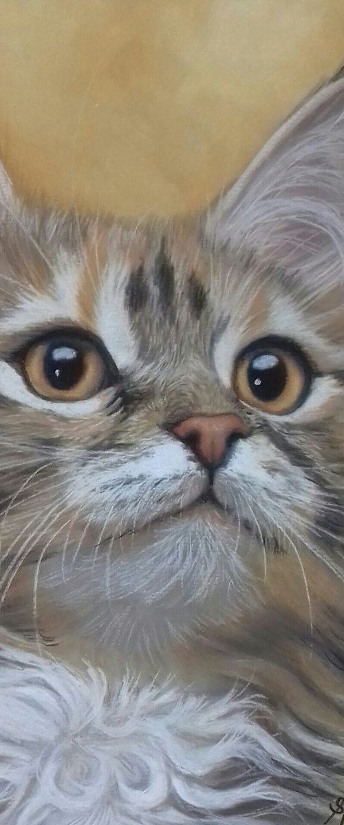 Maine Coon Kitten by Silvia Frei