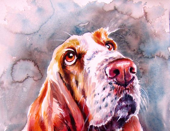 Basset hound