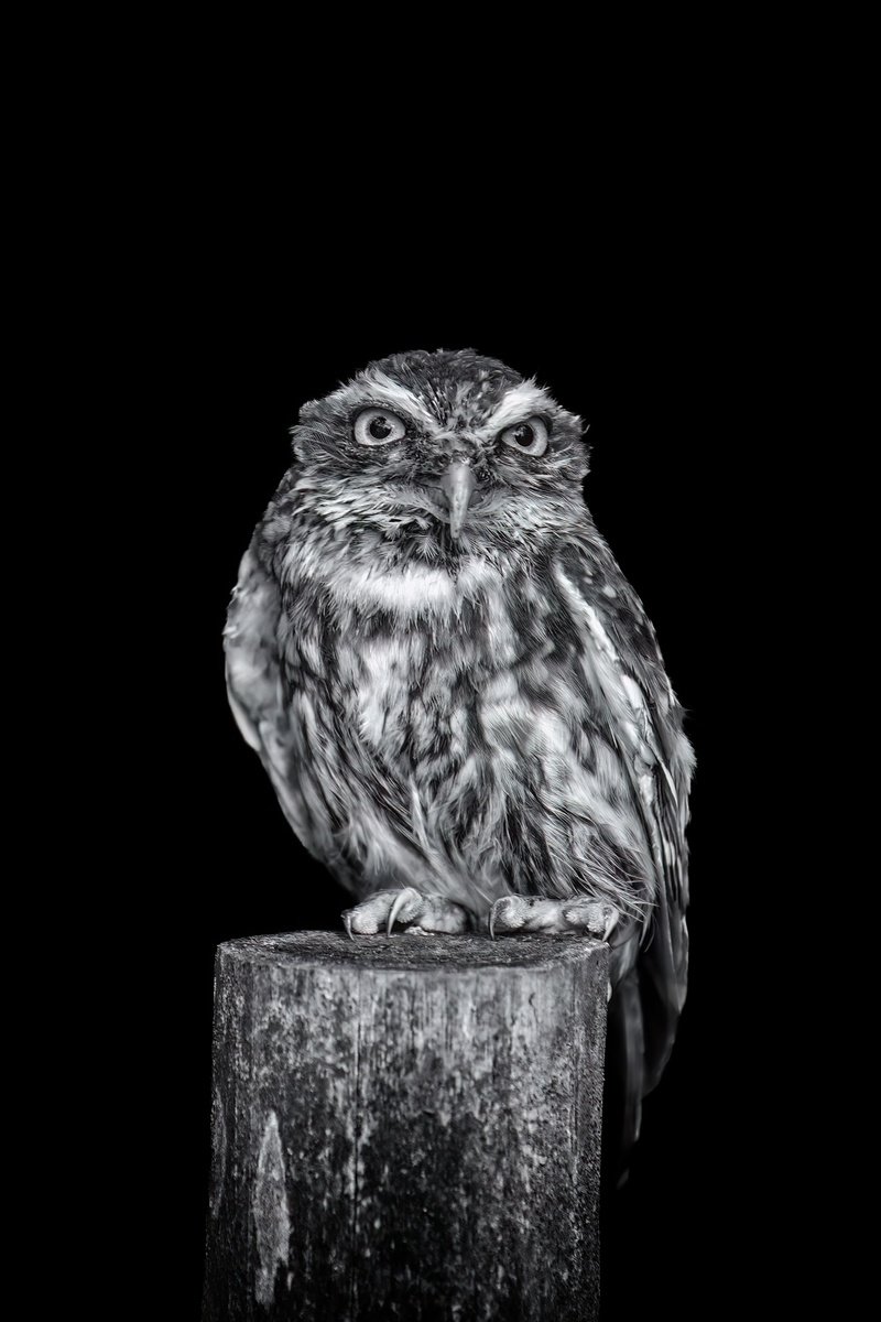 Animal Photograph By Paul Nash, 16 X 24", Little Owl On A Post, Original Artwork