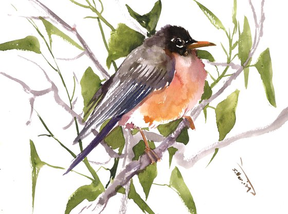 American Robin Bird Art