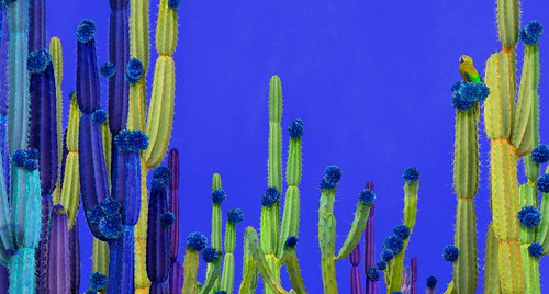 Artwork by Nadia Attura