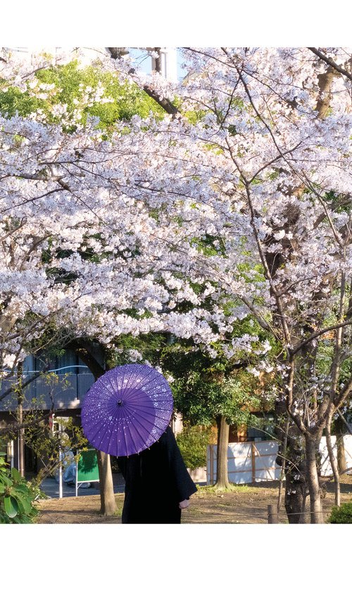Sakura Umbrella - A5 by Vincent Dupont-Blackshaw