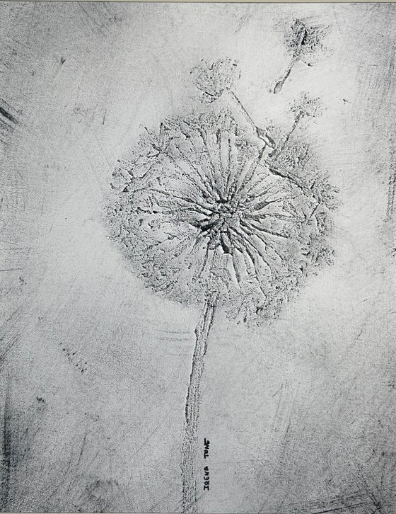 Black & white dandelions