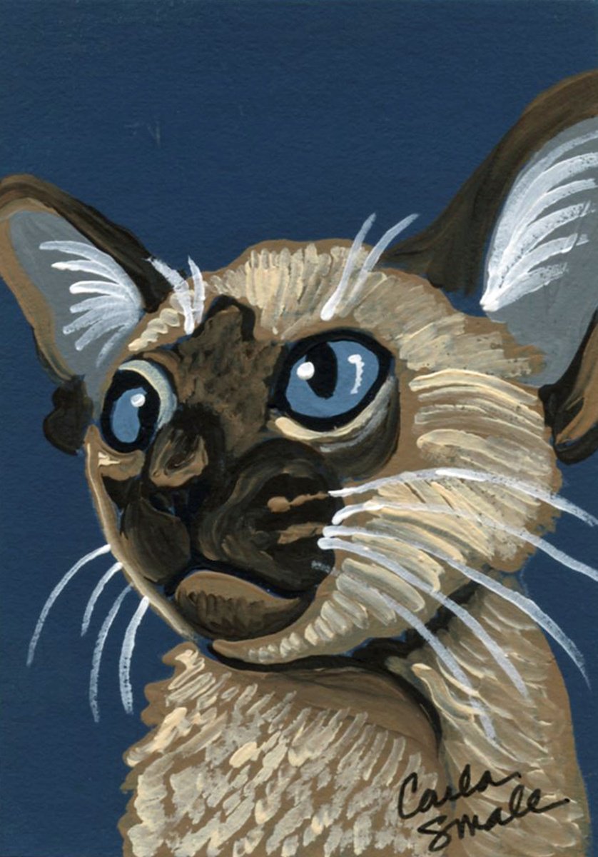 Siamese Cat by Carla Smale