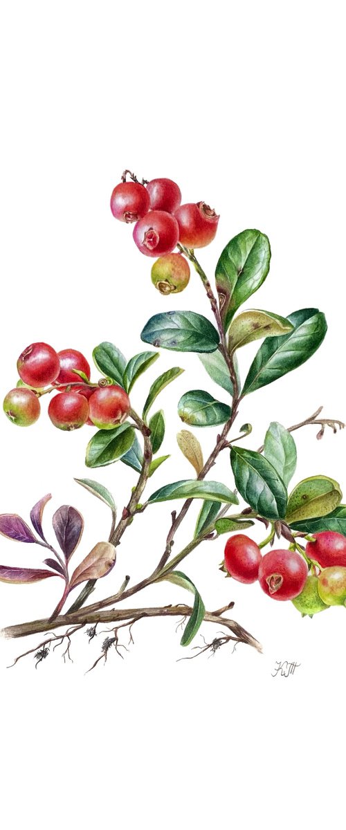 Cowberry (vaccinium vitis-idaea) botanical illustration by Ksenia Tikhomirova