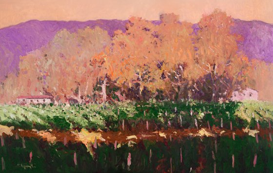 Eucalyptus Evening in the Vineyards