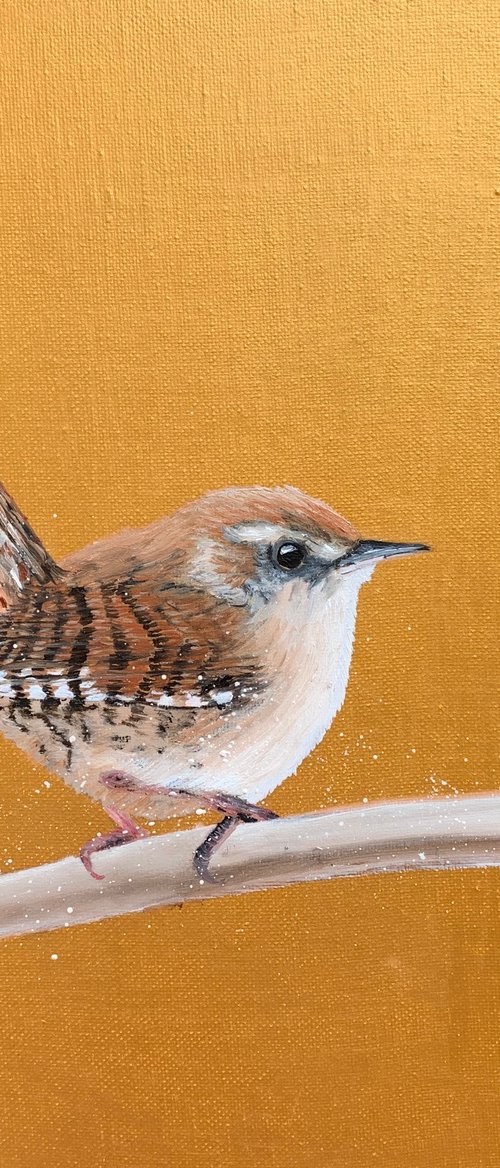 Jenny Wren by Laure Bury