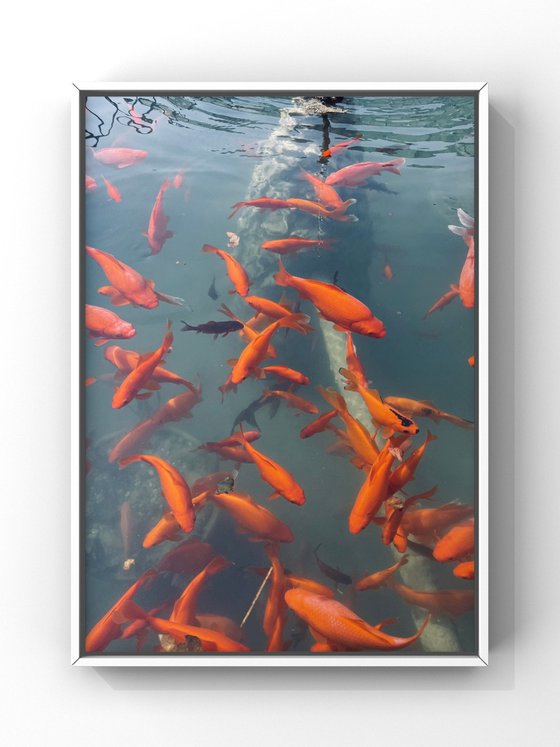 Red fishes III