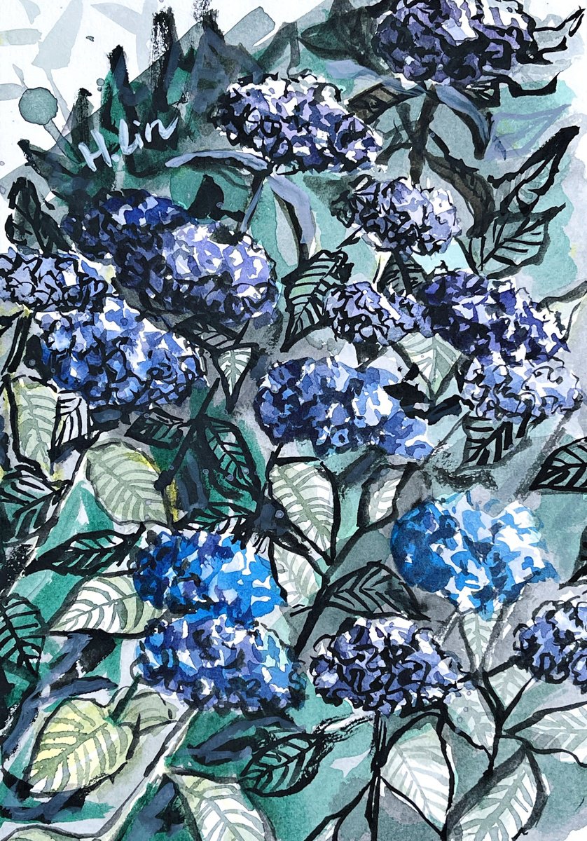 Kissed By The Sun- Hydrangea By HSIN LIN by HSIN LIN