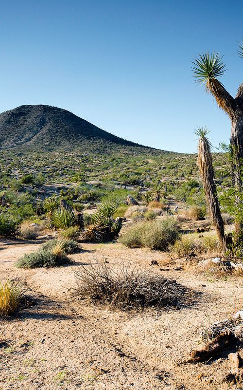 Joshua Tree Photographic Print by Kieran Brimson