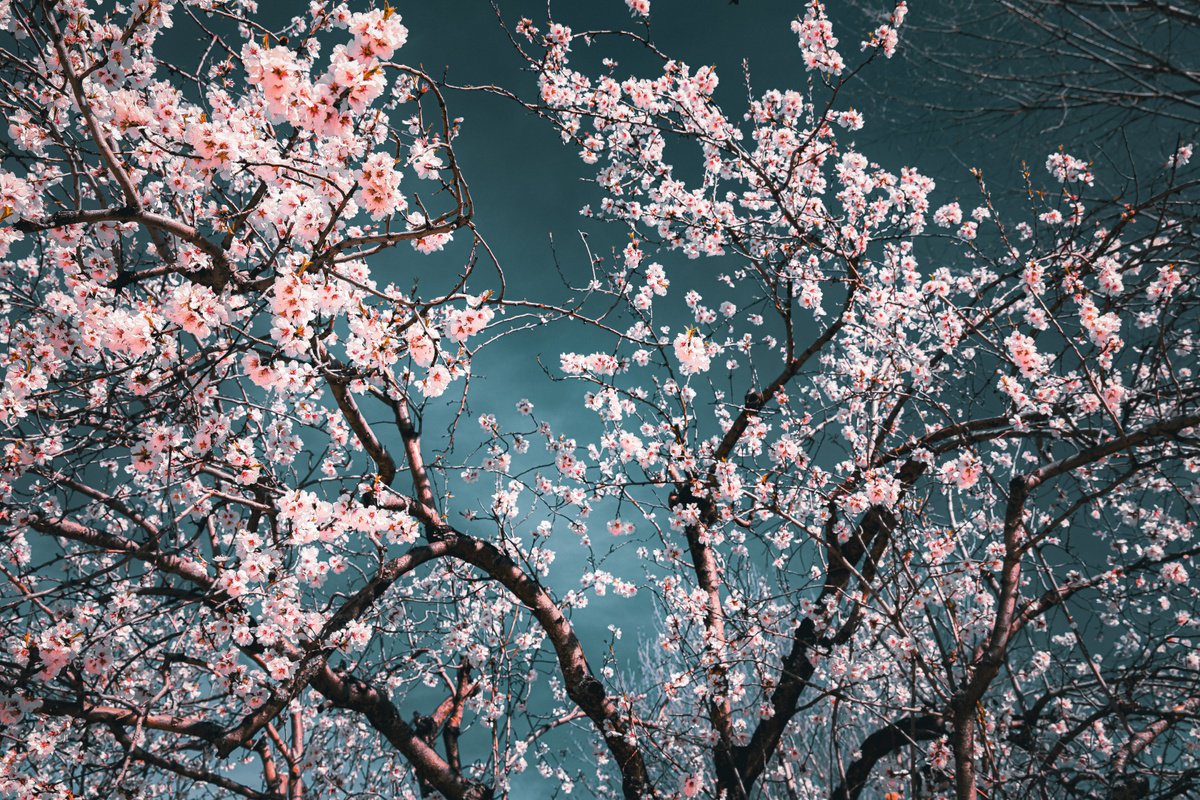 Photorealistic Photograph , (Framed) Sakura Season Ii By Viet Ha Tran, 20 X 17, Artwork For Sale On Artfinder