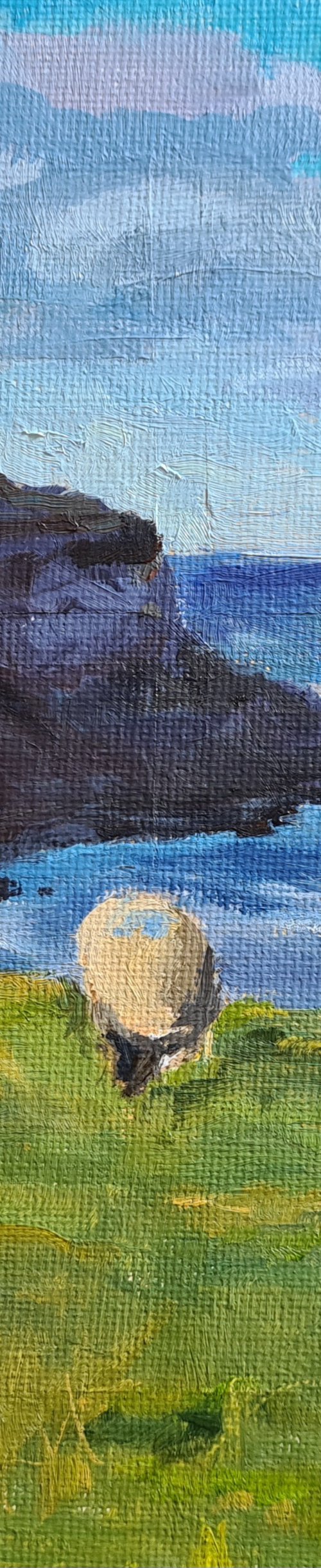 Sheep grazing on coastal cliffs by Toni Swiffen