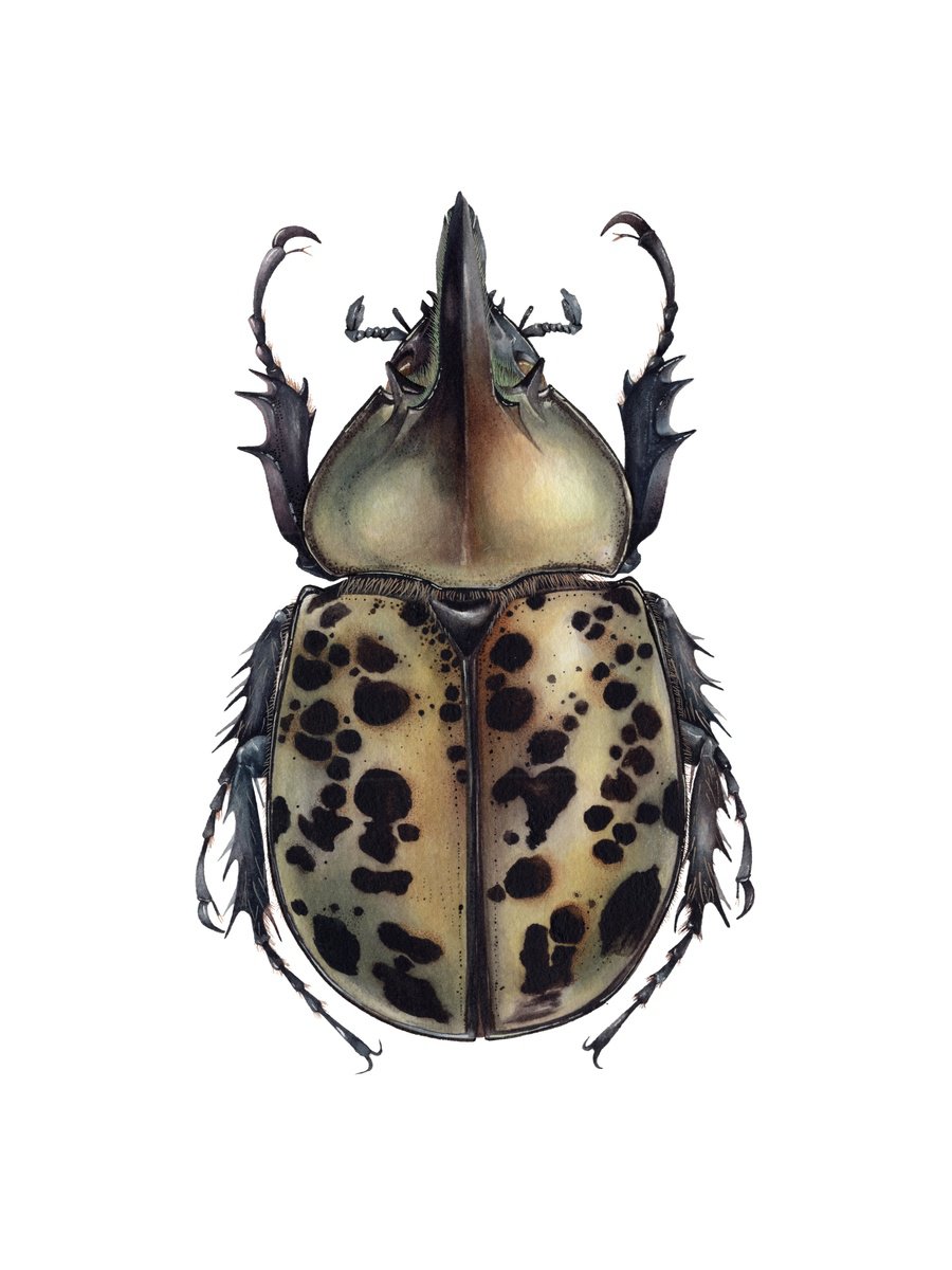 Photorealistic Animal Watercolour By Katya Shiova, 12 X 16", Eastern Hercules Beetle, Original Artwork